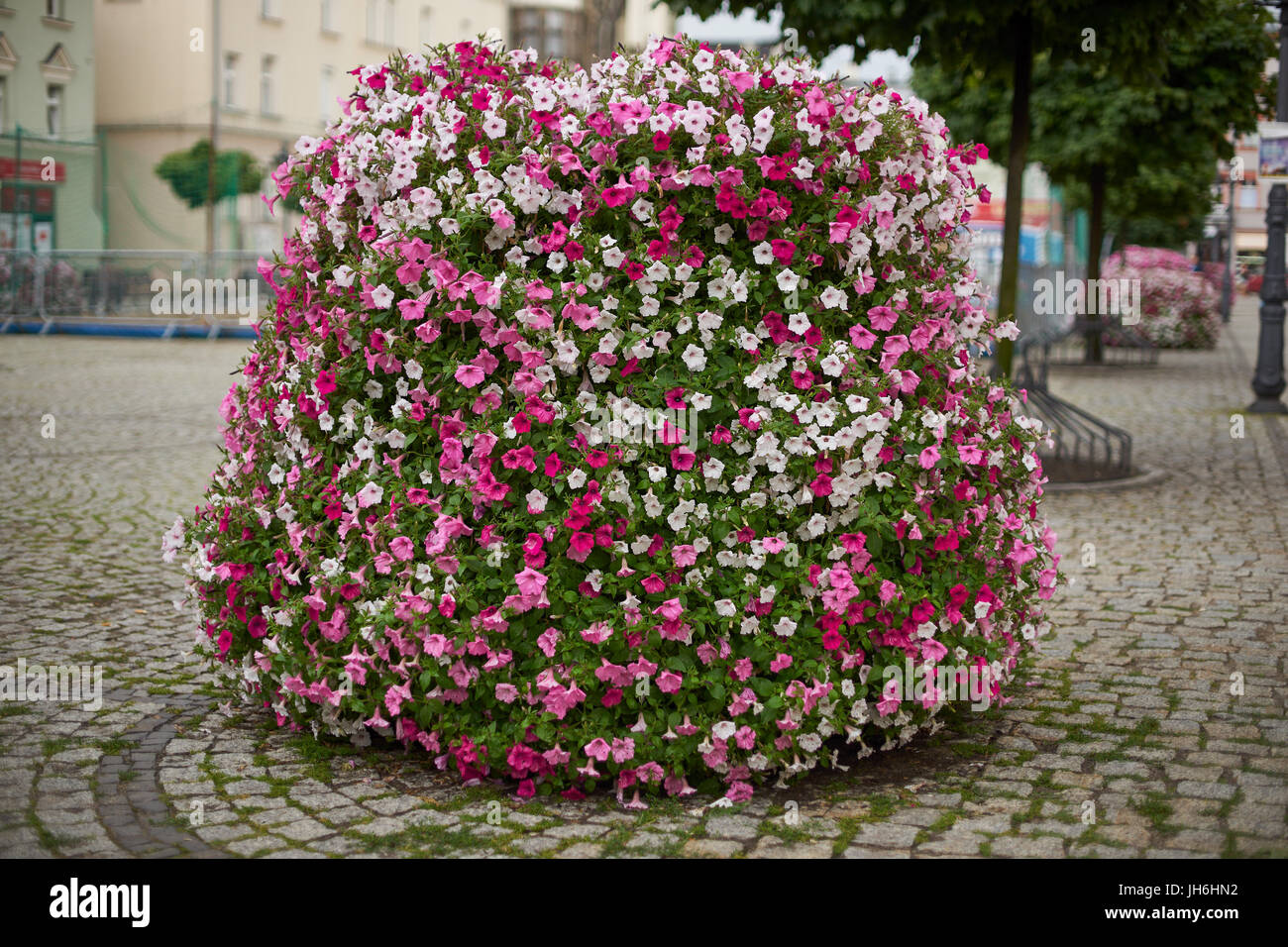 Bank of flowers coverd with lots of blooming multicolor petunias surfinias Zabkowice Slaskie Old Market Stock Photo