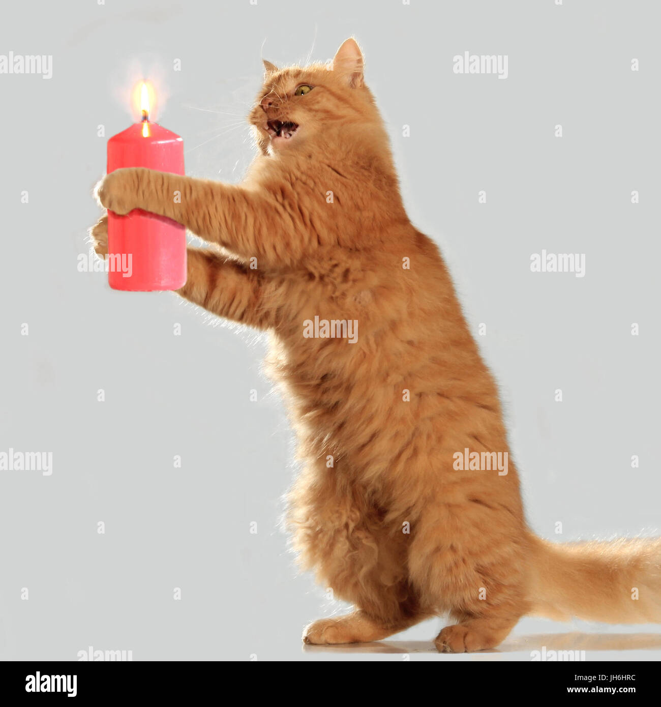Excited Cat With Candle