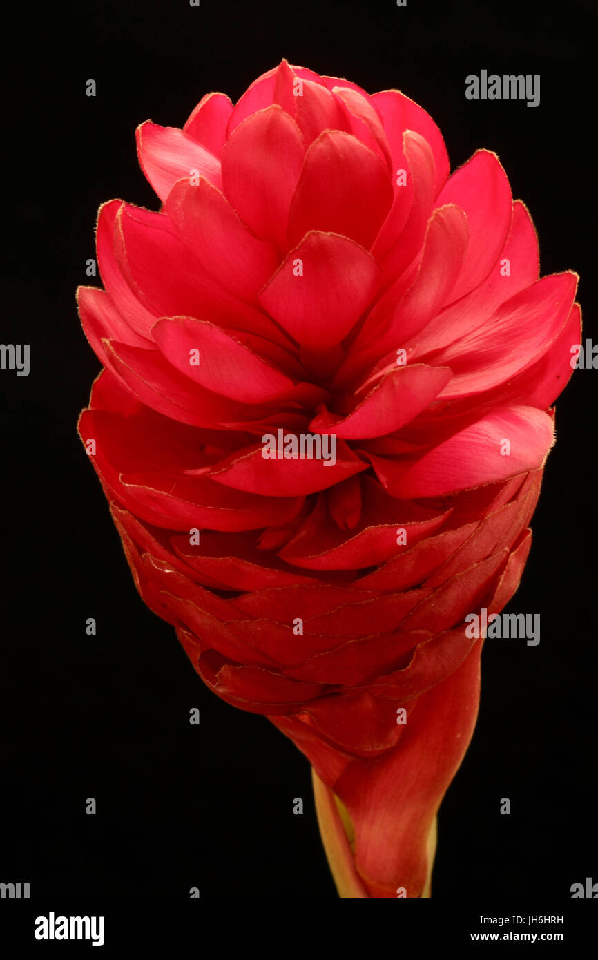 Alpina Jungle King, Flower Stock Photo Alamy