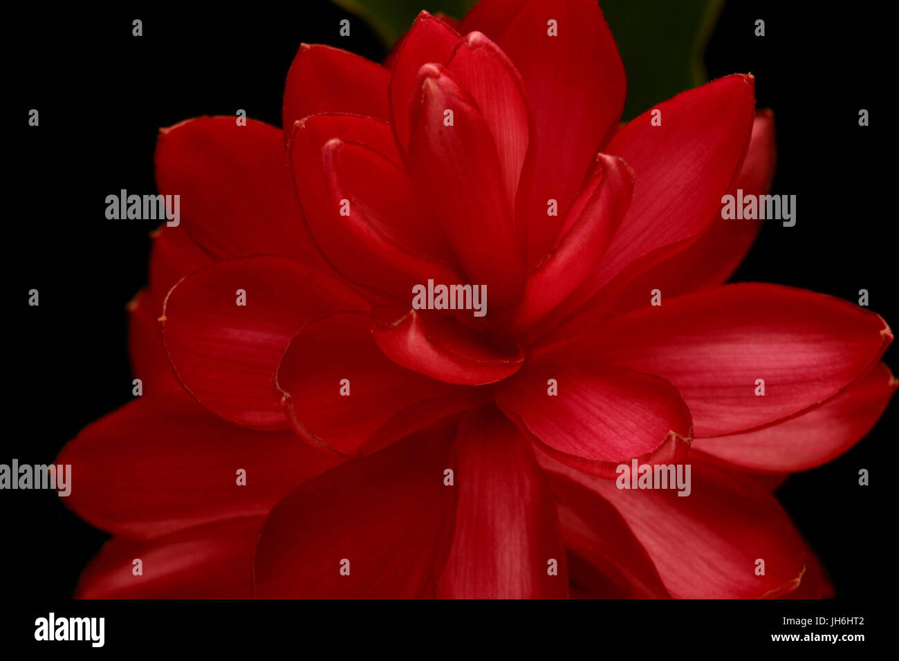 Alpina Jungle King, Flower Stock Photo Alamy