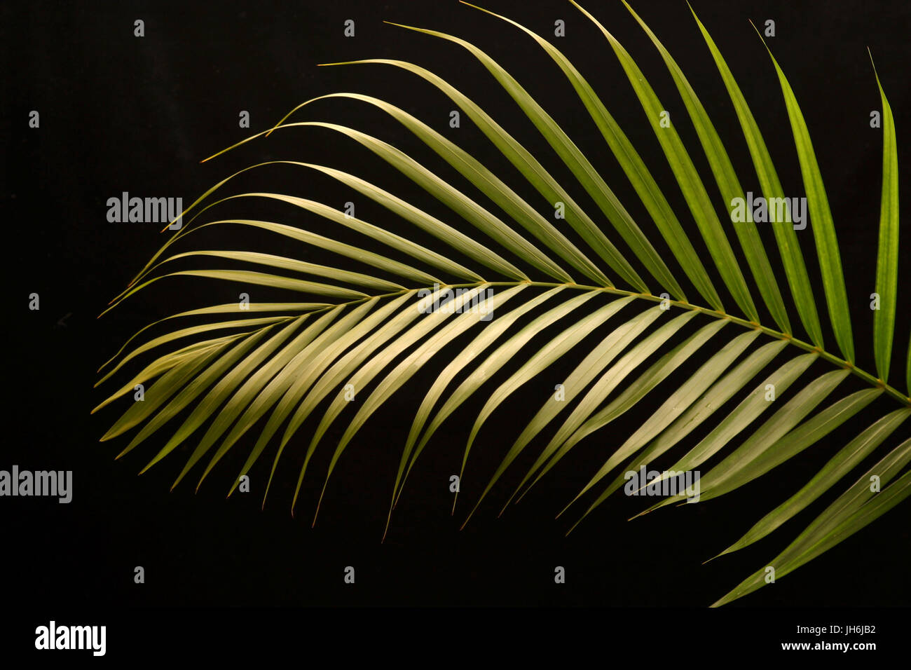 Palm tree areca bamboo Stock Photo Alamy