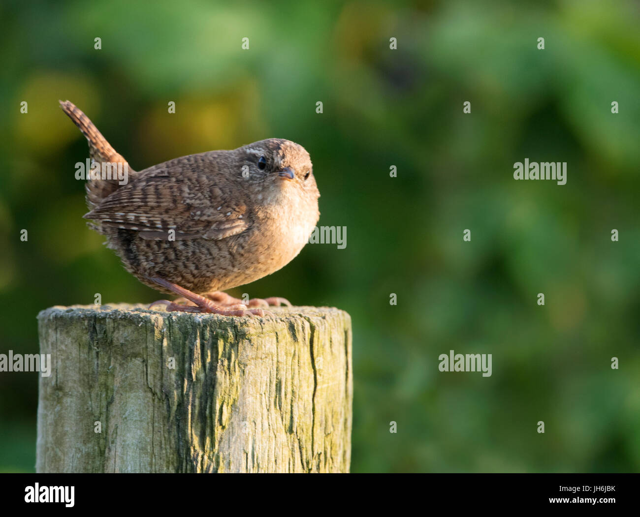 A Shetland Wren (Troglodytes troglodytes zetlandicus) unique to Shetland is a sub species of the Eurasian Wren, Shetland, UK Stock Photo