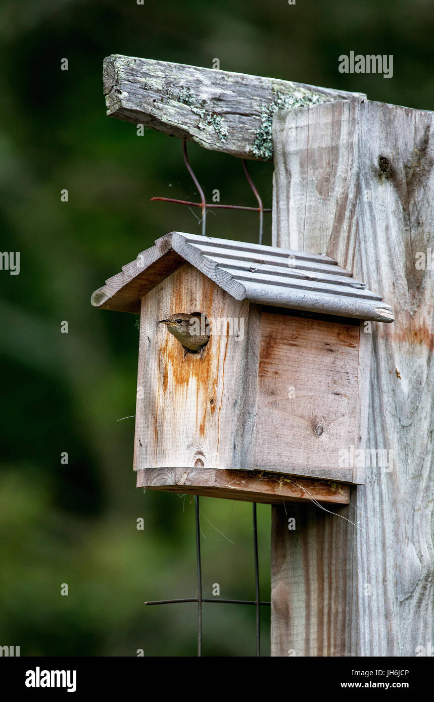 A female House Wren, Troglodytes aedon, pokes its head out of a backyard birdhouse in Lisbon, NH, USA. Stock Photo