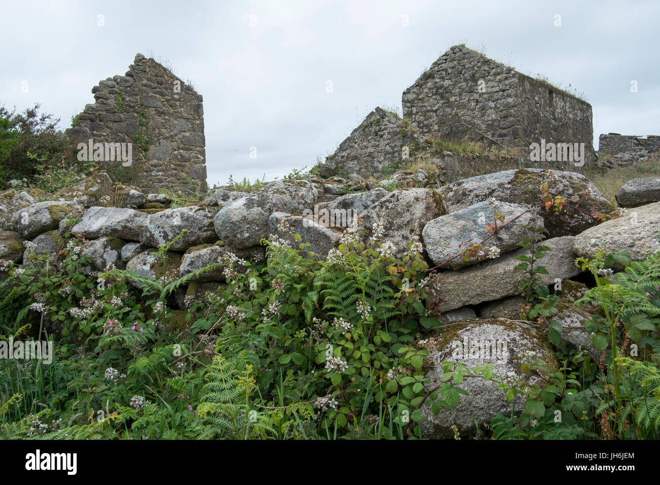 A traditional farm wall made of stone and earth know as a cornish hedge