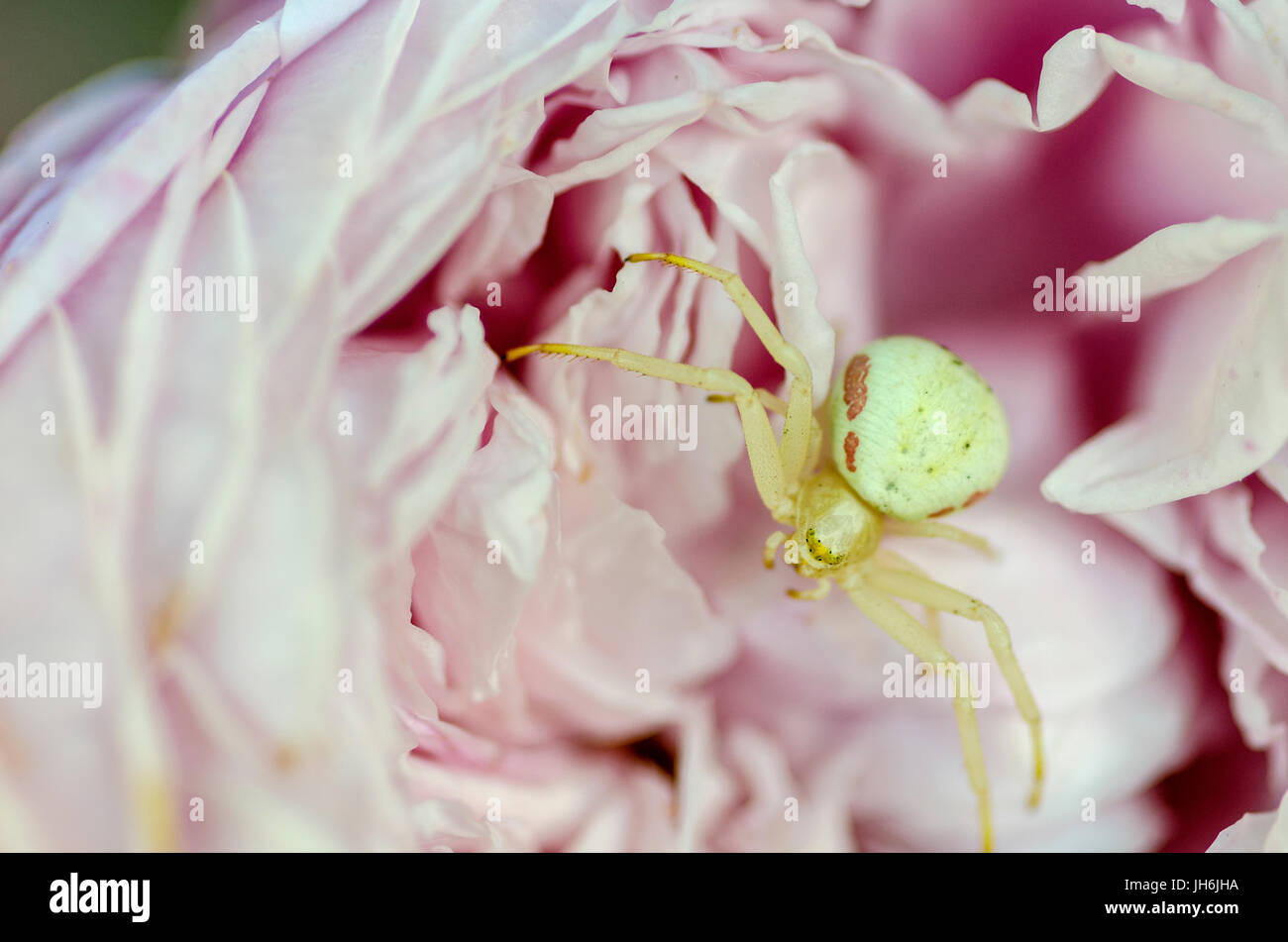 The Thomisidae are a family of spiders, including about 175 genera and over 2,100 species. The common name crab spider is often applied Stock Photo