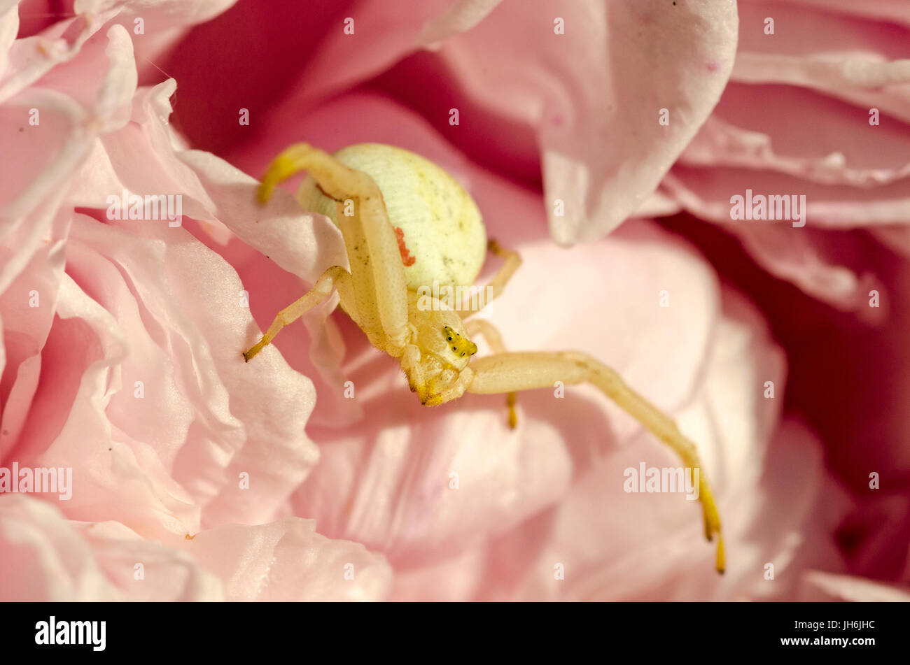 The Thomisidae are a family of spiders, including about 175 genera and over 2,100 species. The common name crab spider is often applied Stock Photo