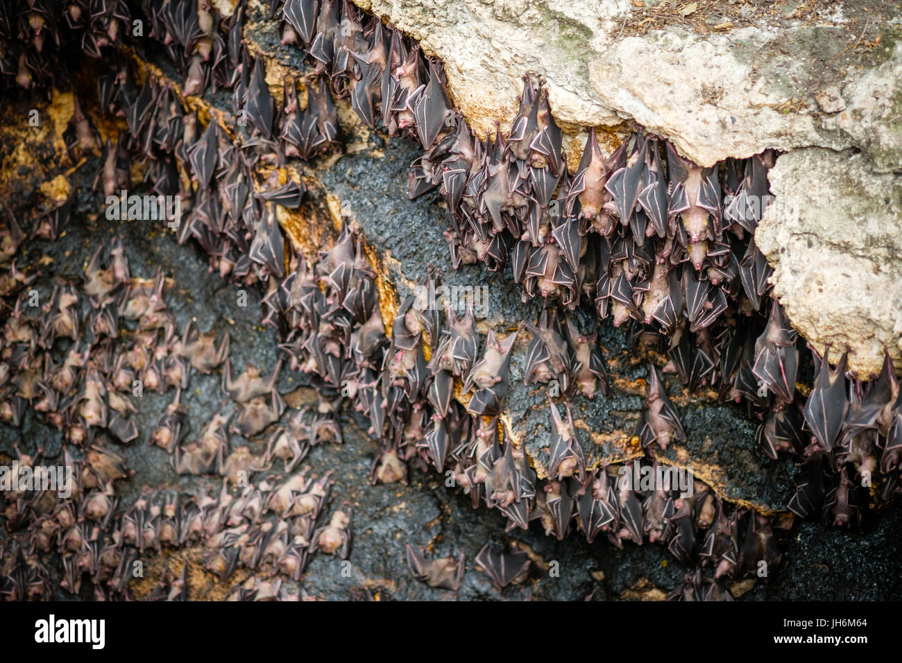 Fruit bats at Monfort bat cave Stock Photo