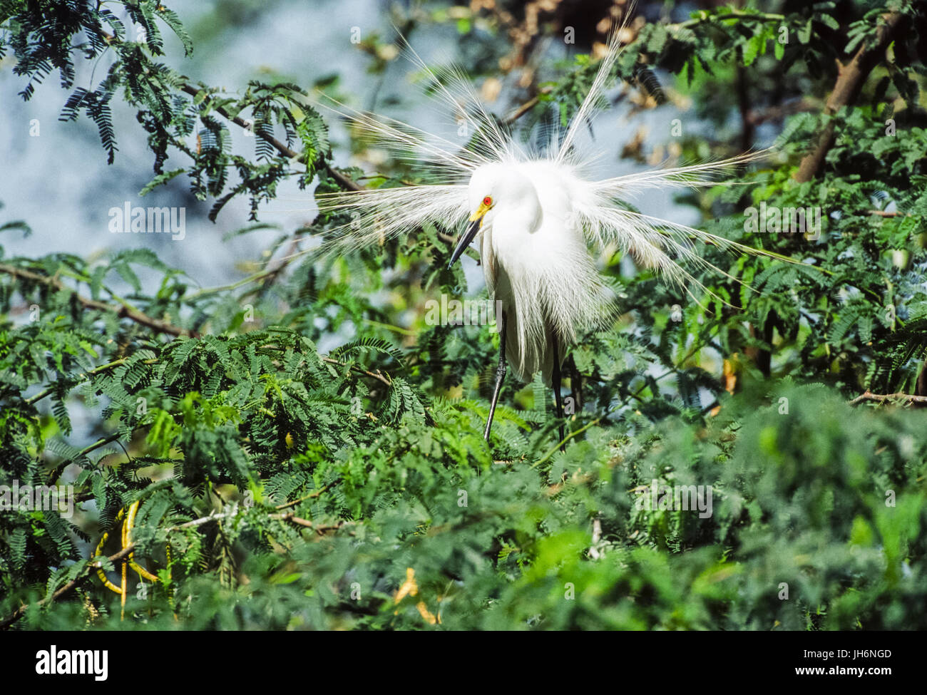 Intermediate Egret,(Ardea intermedia), showing breeding plumage Keoladeo Ghana National Park, Bharatpur, Rajasthan, India Stock Photo