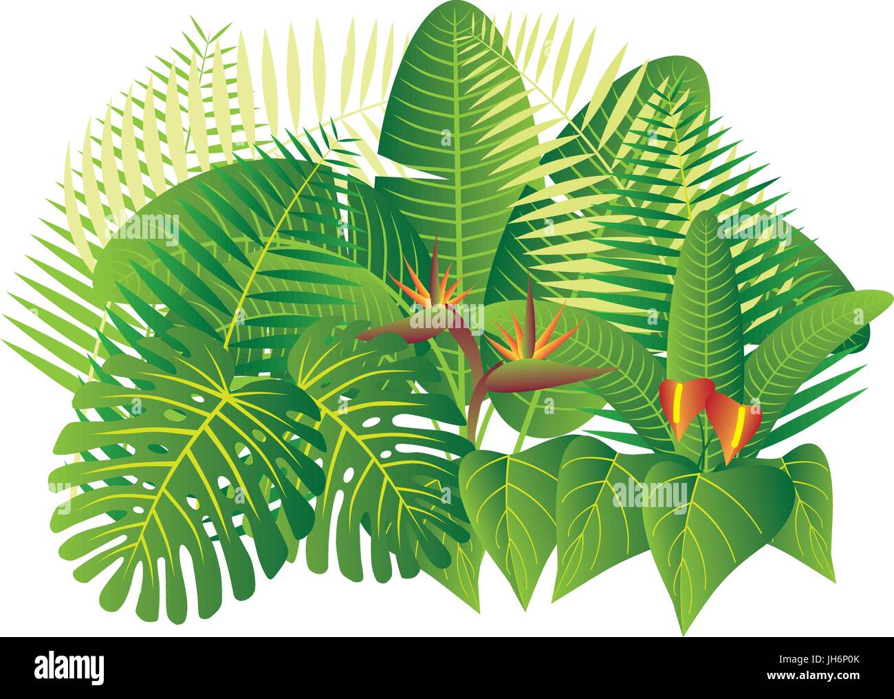 Tropical Jungle Plants with Leaves and Flowers Isolated on White Background Color Illustration Stock Vector