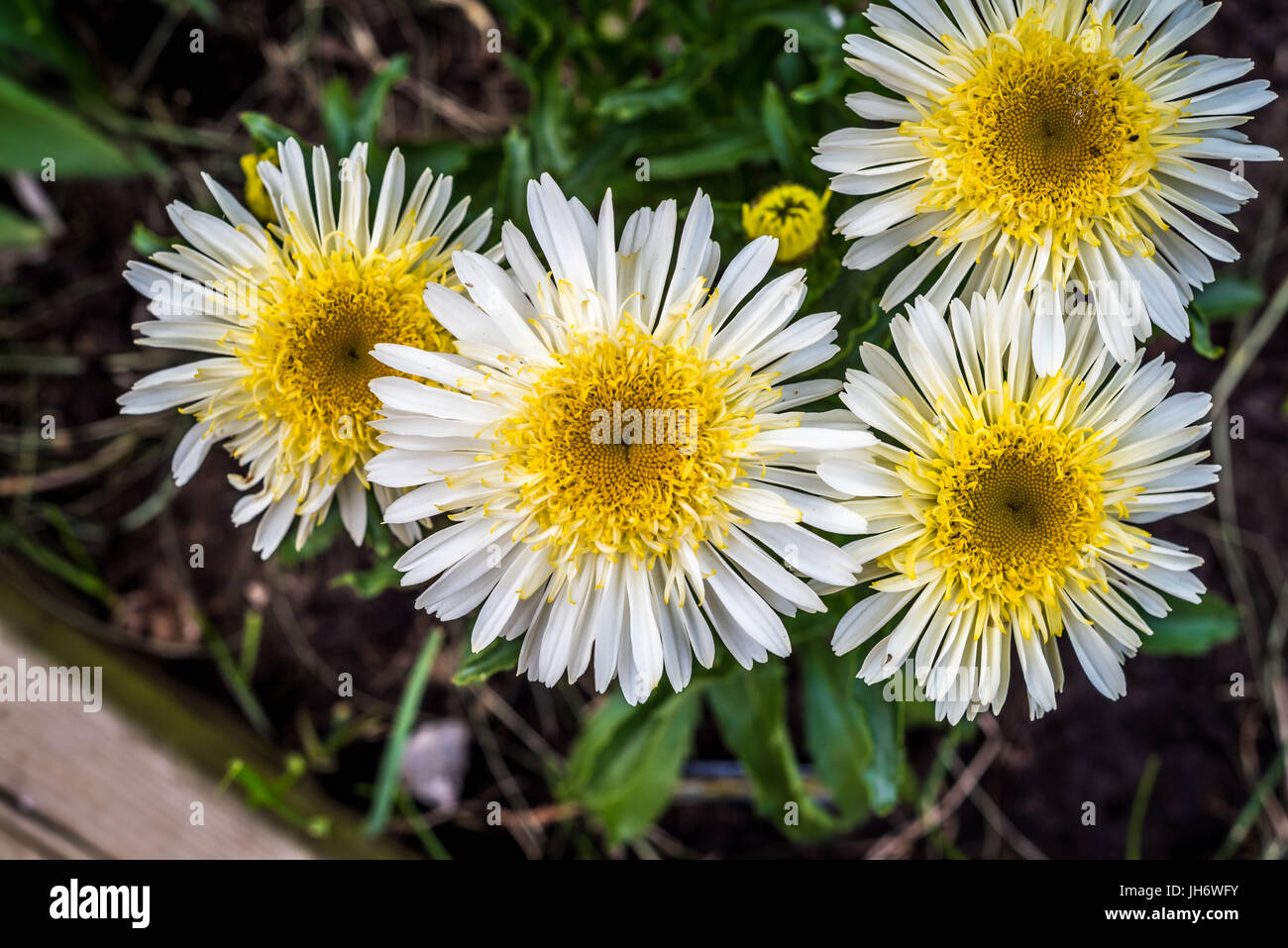 Shasta Daisy flowers. Leucanthemum x superbum Real Glory Stock Photo