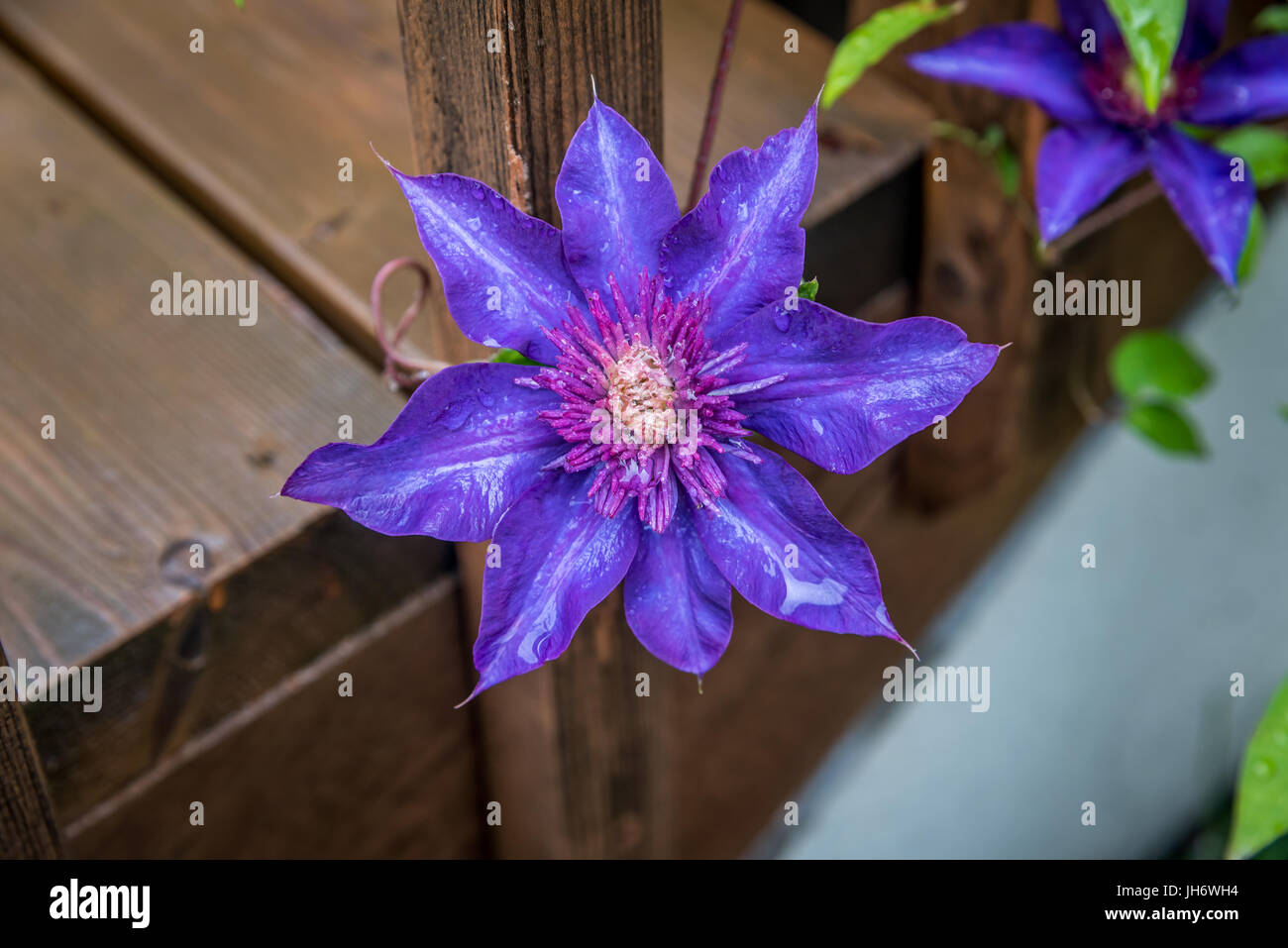 Lilac clematis flower hi-res stock photography and images - Page 8