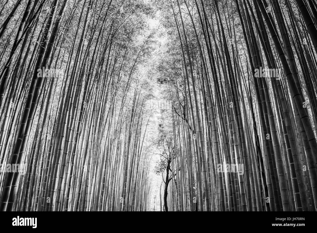 Japan grove japanese Black and White Stock Photos & Images - Alamy