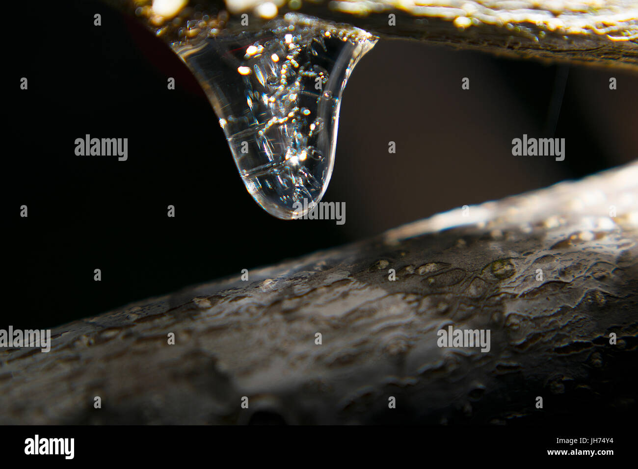 A macro photo of a tiny icicle hanging from a branch Stock Photo