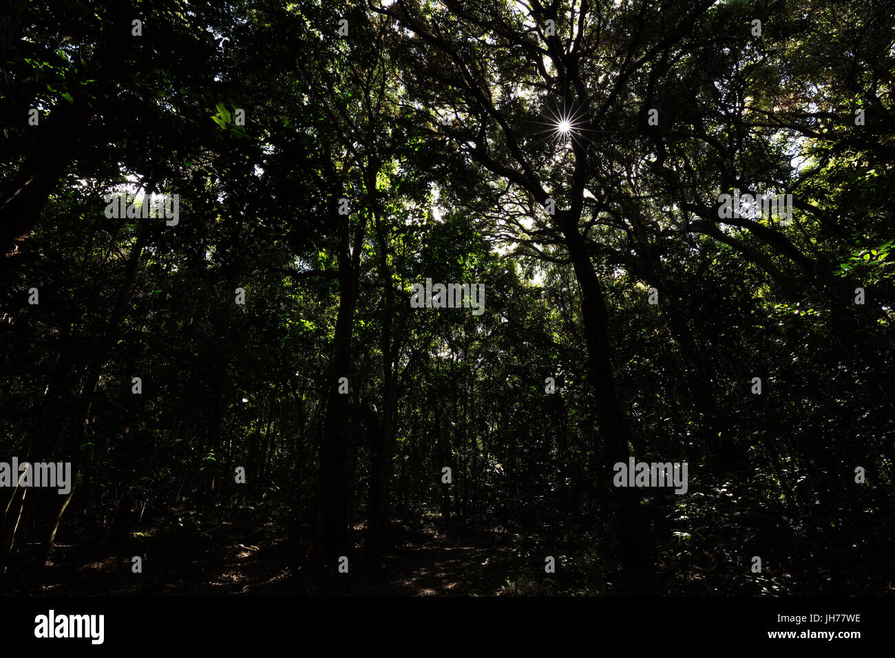The sun shines through the tree tops into a dark jungle with towering trees. Stock Photo