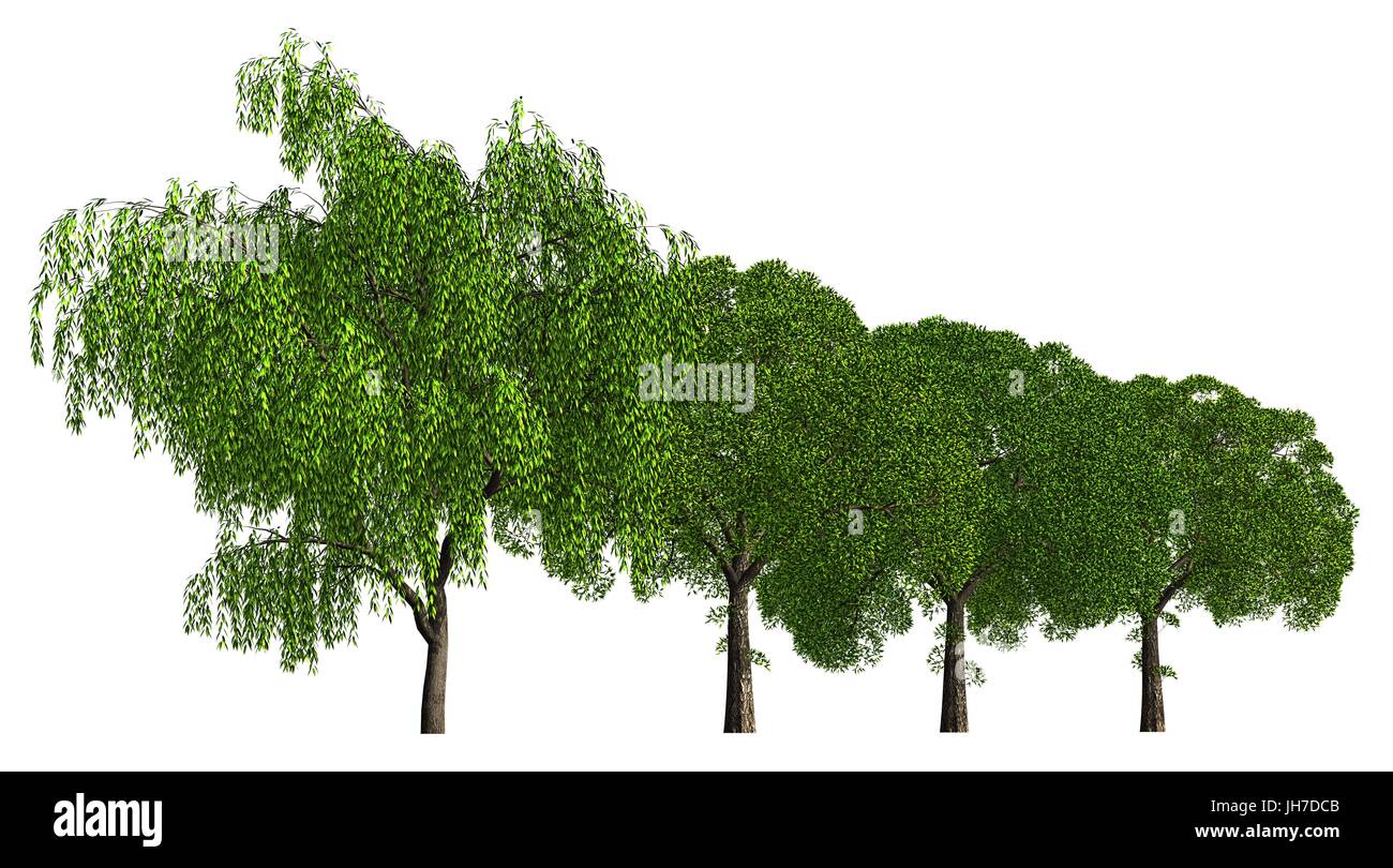 3D illustration trees row isolated on white, can be used for matte ...