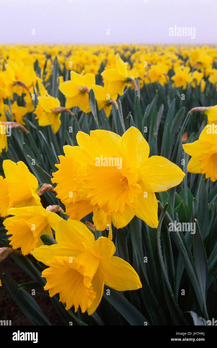 Daffodil field, Pierce County, Washington Stock Photo Alamy