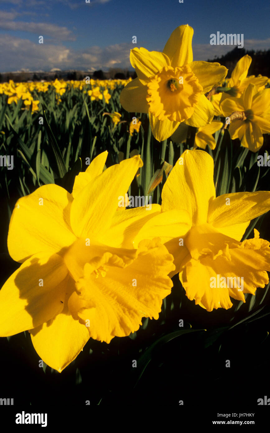 Daffodil field, Pierce County, Washington Stock Photo Alamy