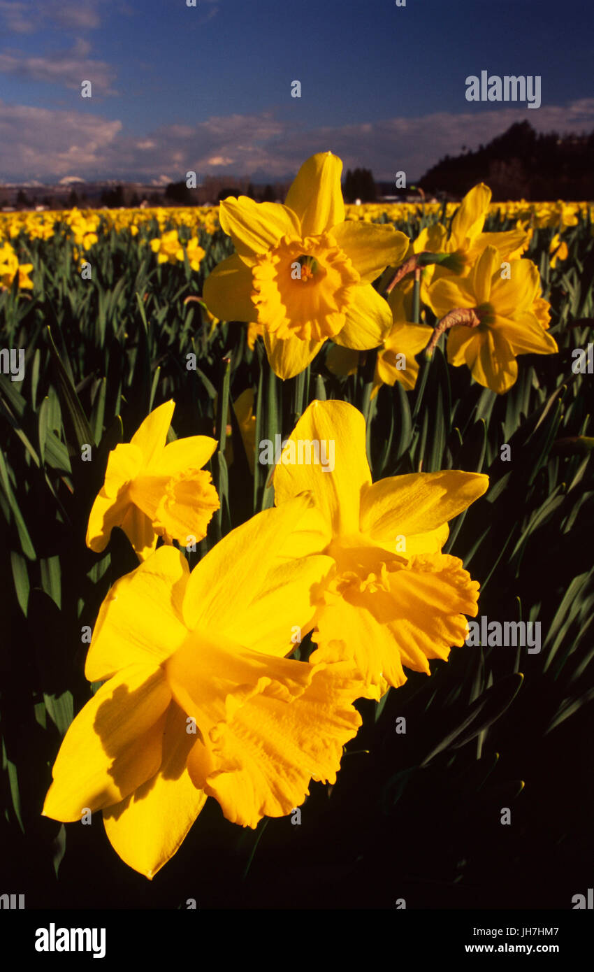 Daffodil field, Pierce County, Washington Stock Photo Alamy
