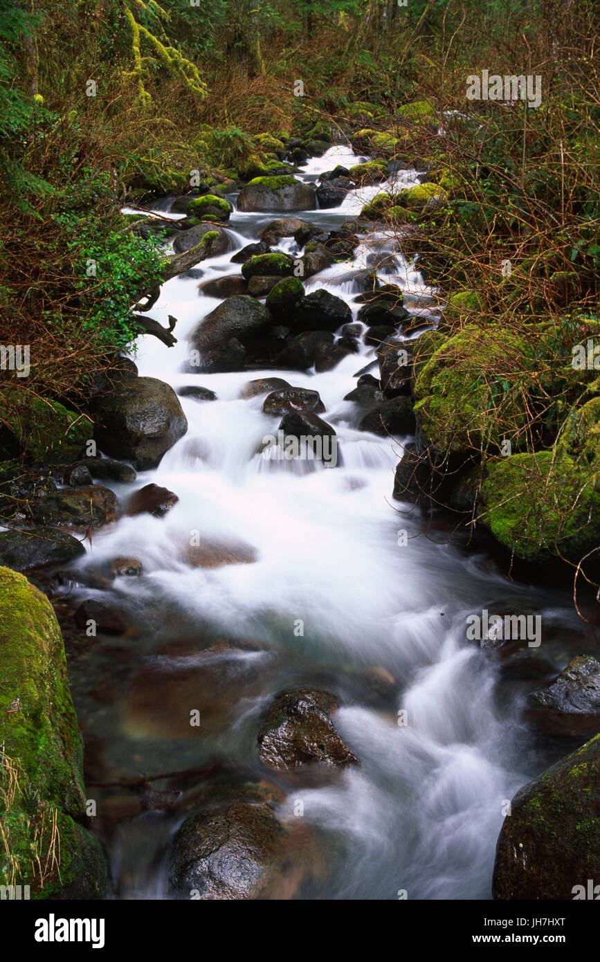 North Fork Wallace River, Wallace Falls State Park, Washington Stock