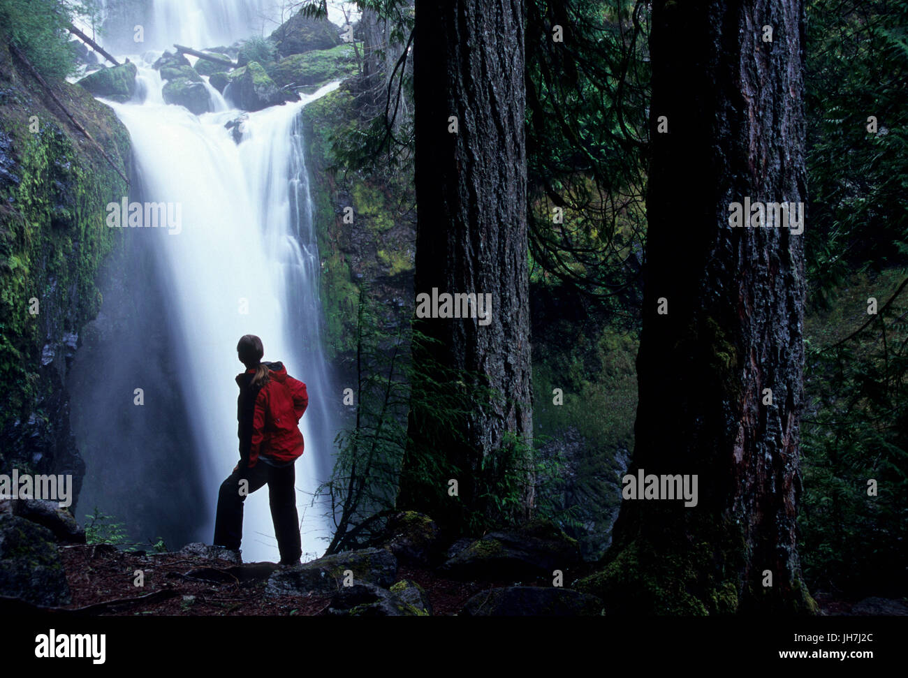 Falls Creek Falls, Gifford Pinchot National Forest, Washington Stock