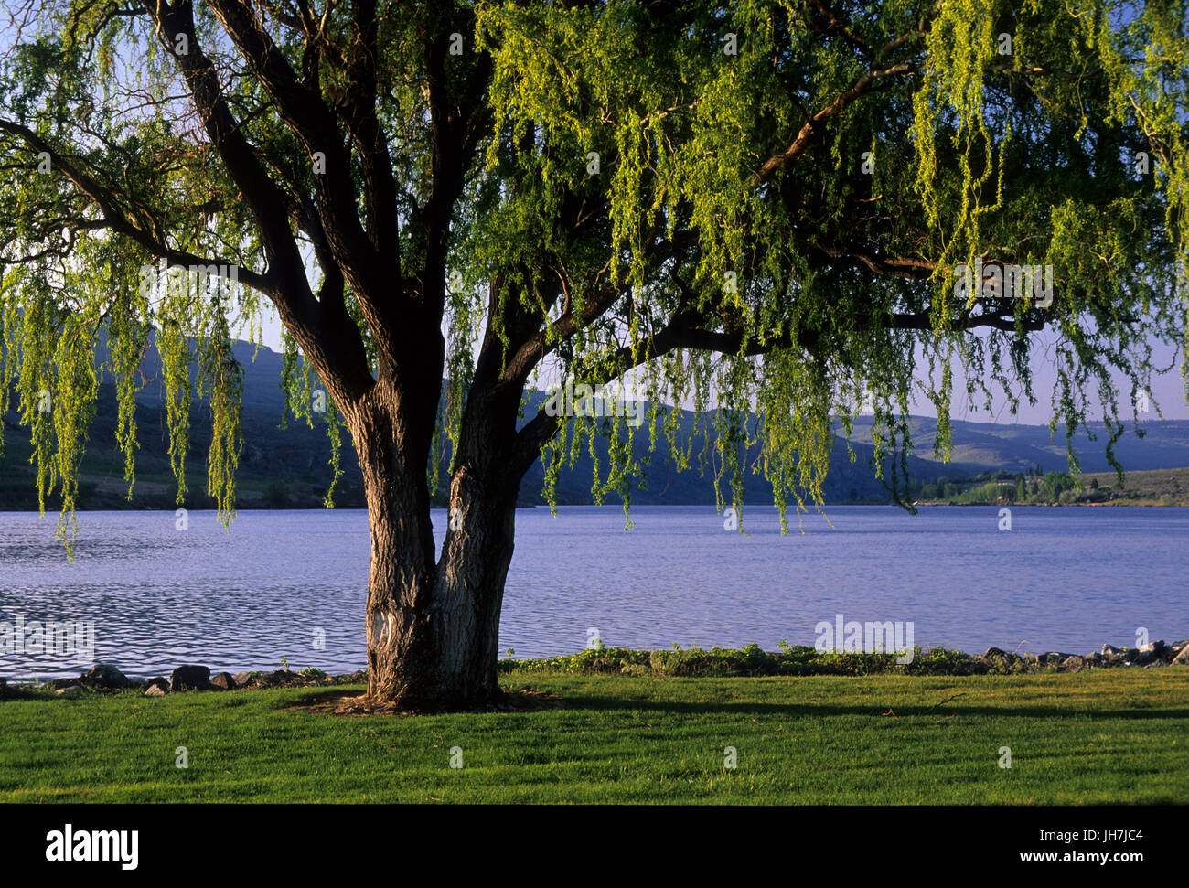Lakeside trees, Memorial Park, Pateros, Washington Stock Photo Alamy