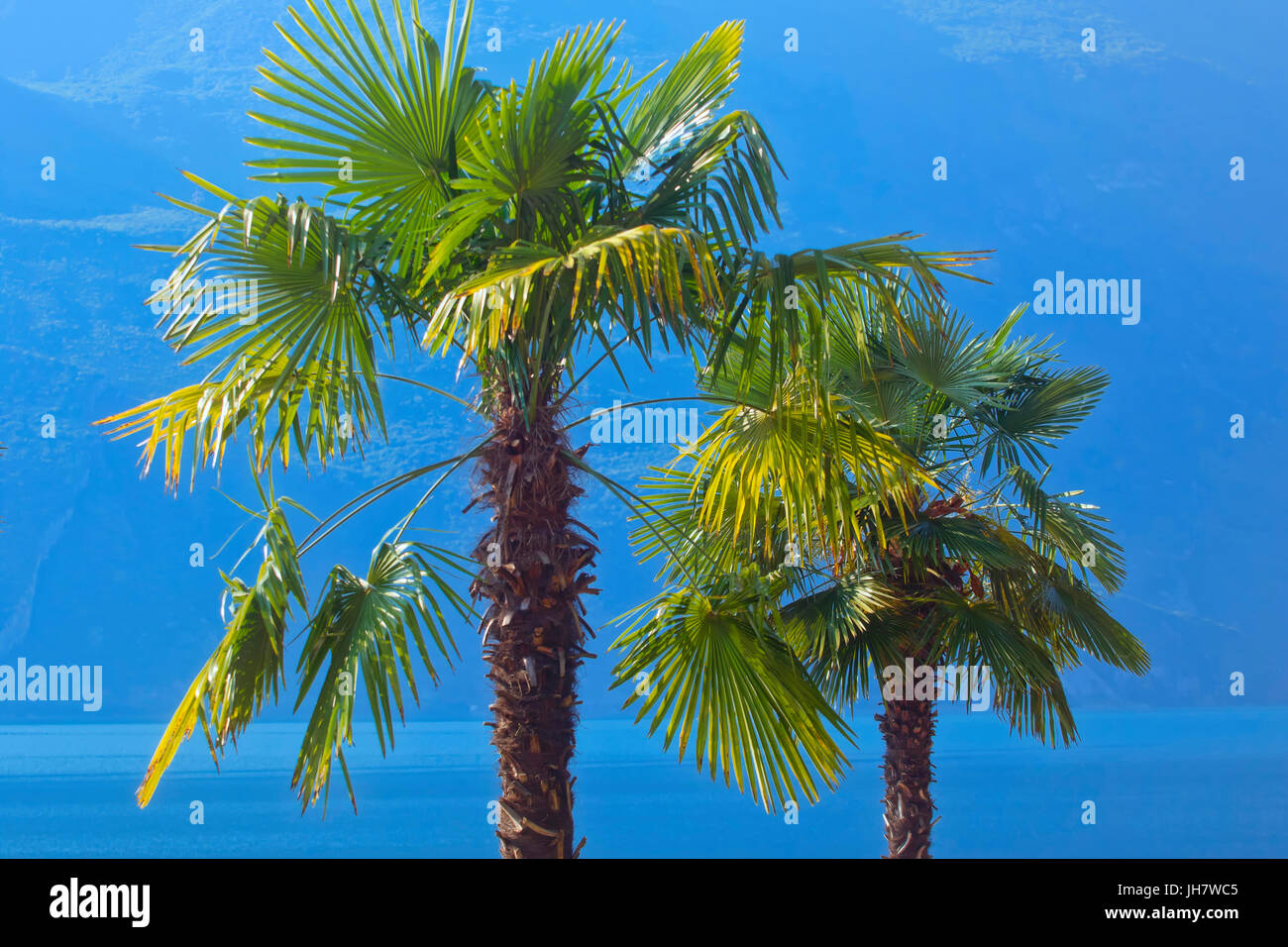 Palm tree by lake hi-res stock photography and images - Alamy