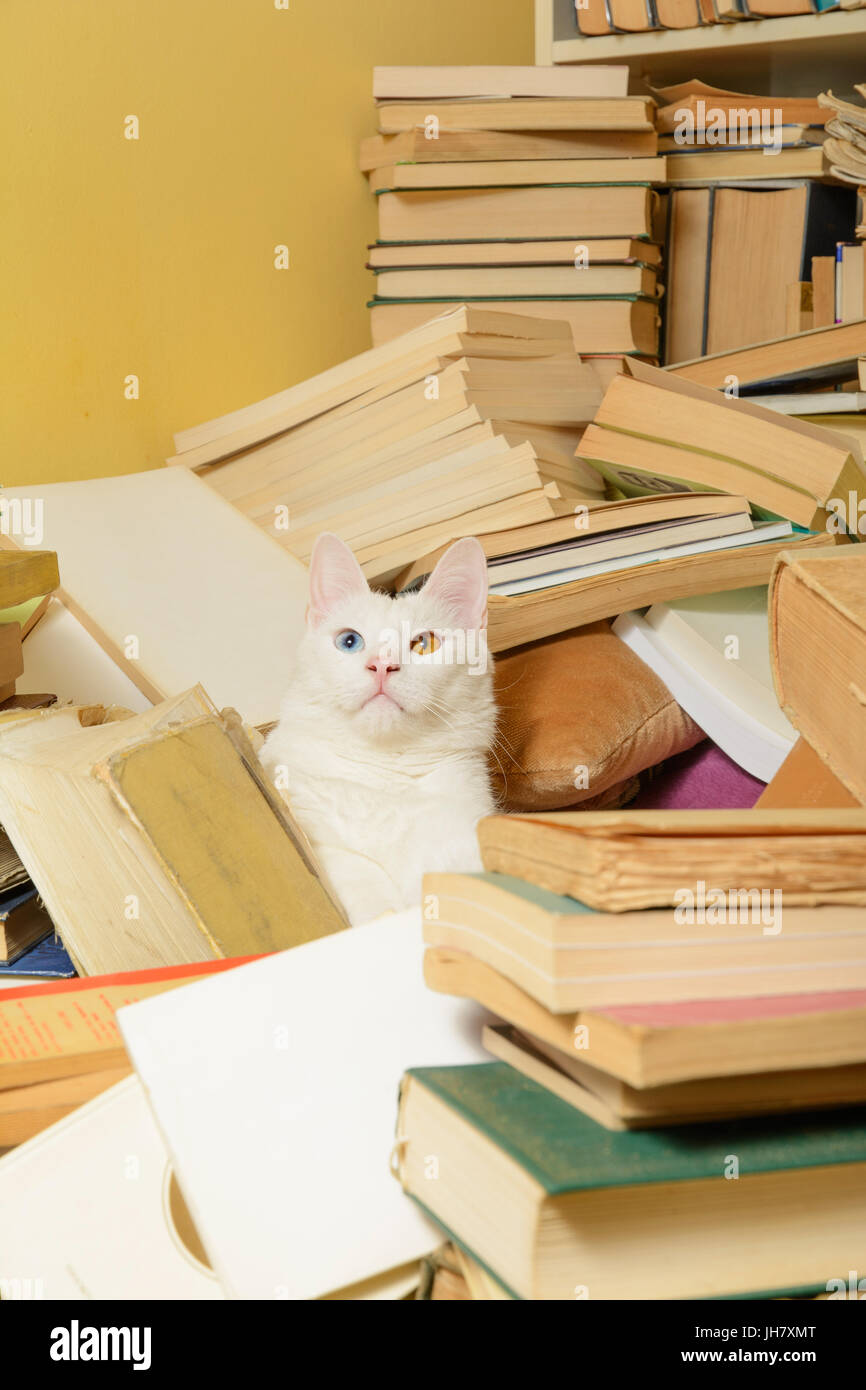 White cat lying among a bunch of books. The cat has heterochromia iridum. Selective focus. Stock Photo