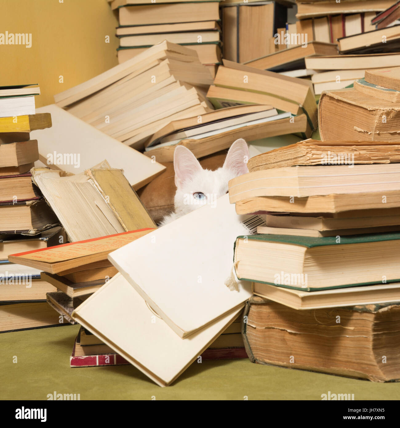 White cat with heterochromia iridis peeking behind a pile of books. Selective focus. Stock Photo