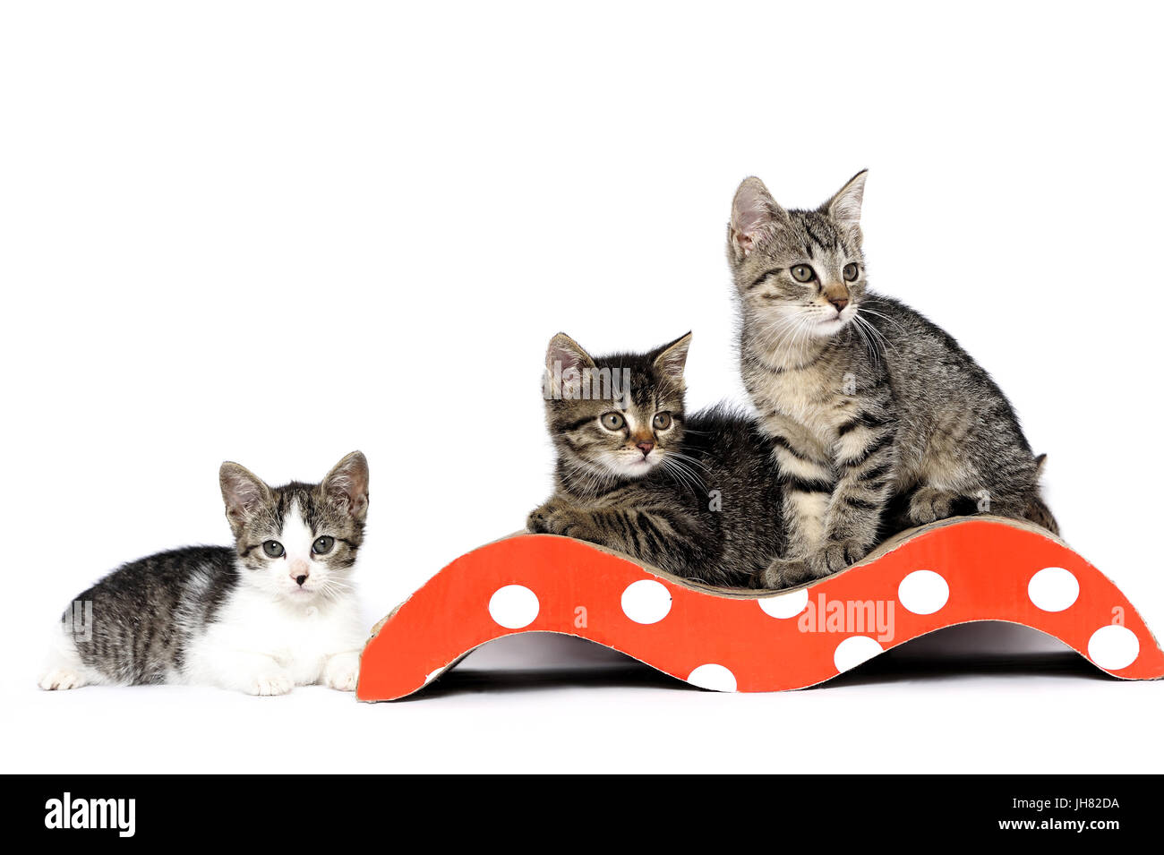 animals, domestic cat, domestic cats, ear, emotion, empty, expression