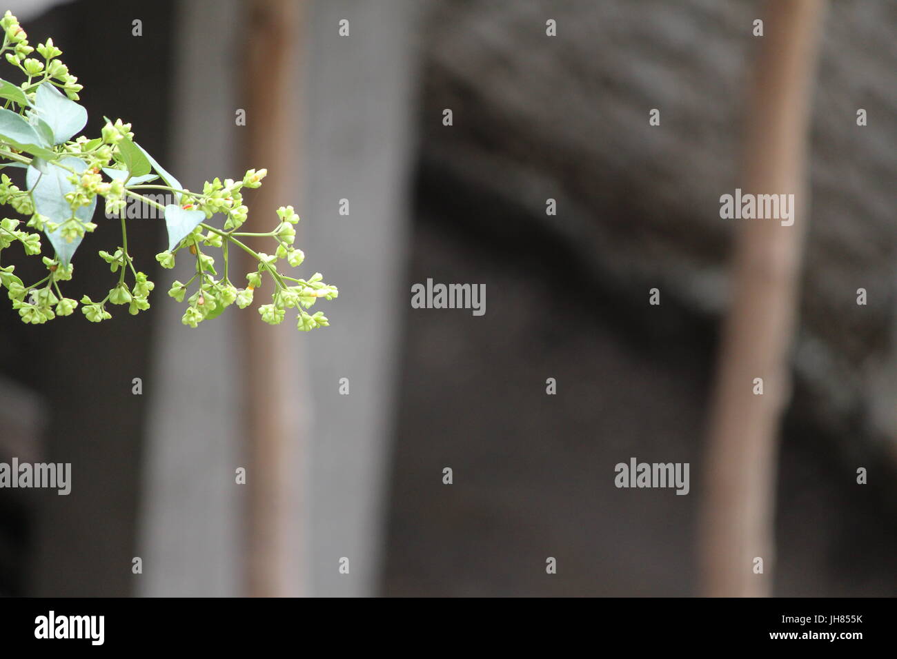 Night-flowering Jasmine Buds a.k.a Parijat / 'Tree of Sorrow     Scientific Name: Nyctanthes arbor-tristis Stock Photo