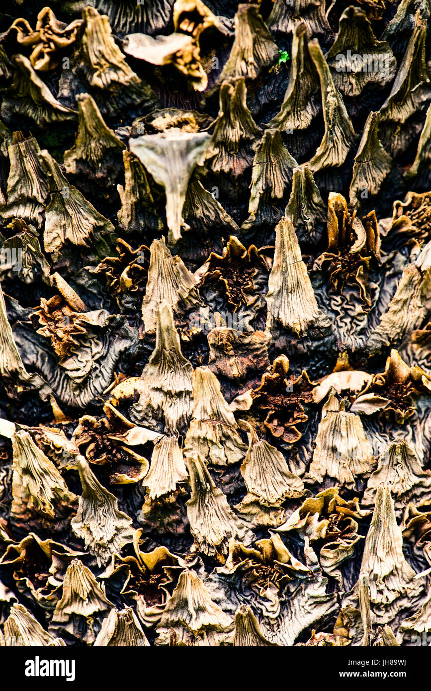 palm bark - botanical backgrounds Stock Photo - Alamy