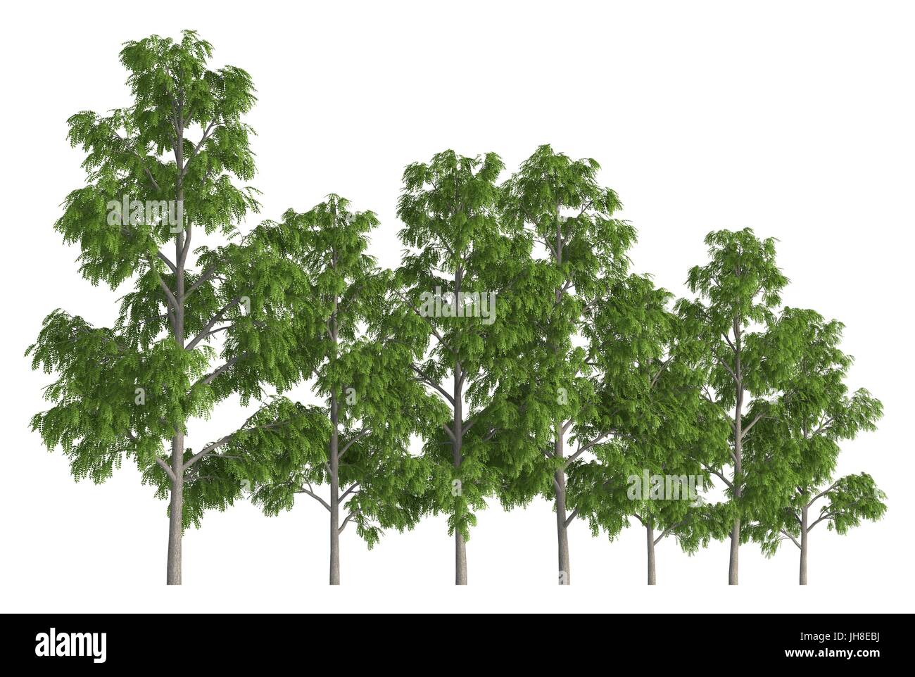 3D illustration trees row isolated on white, can be used for matte ...