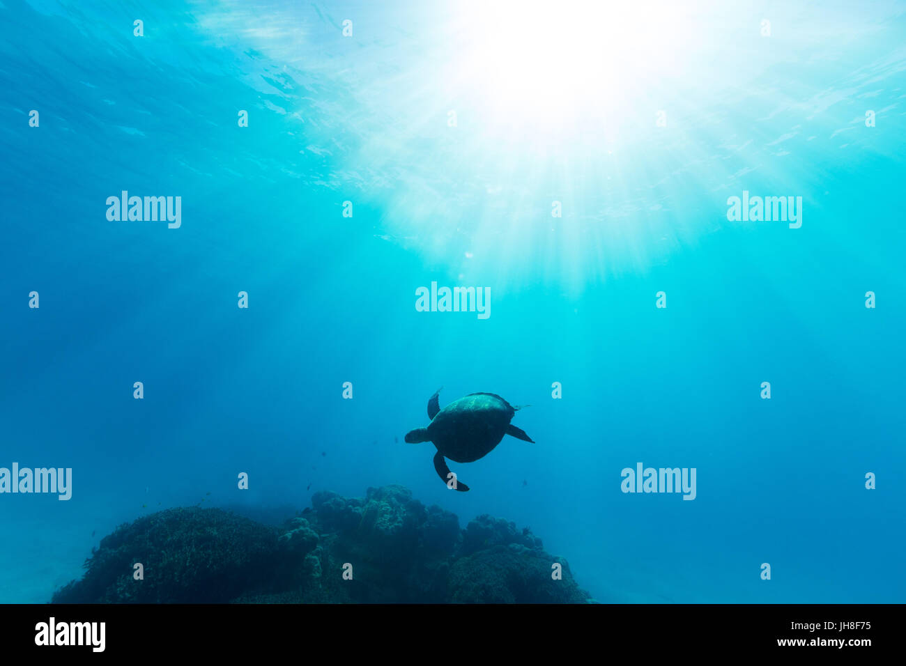 A sea turtle is illuminated by beautiful ethereal sun light as it swims through pristine blue water on the Great Barrier Reef. Stock Photo