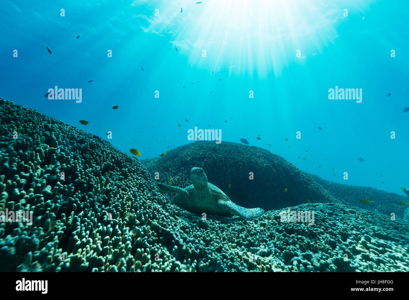 A Sea Turtle Lays On The Sea Floor On A Bed Of Coral Reef As