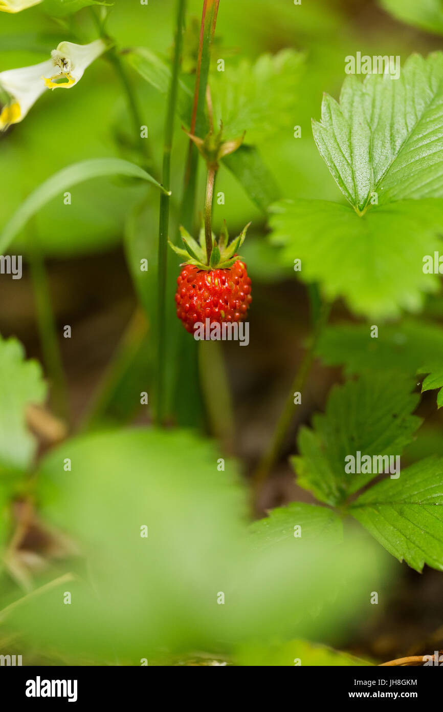 Straberry field hi-res stock photography and images - Alamy