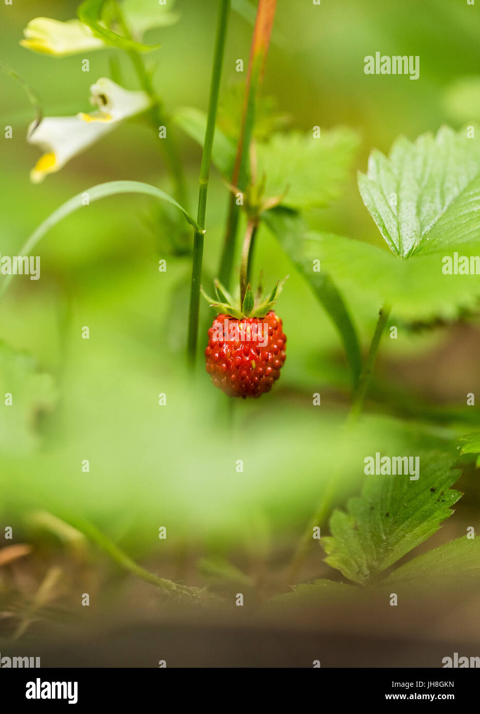 Beautiful, vibrant red wild straberry on a natural background. Shallow ...