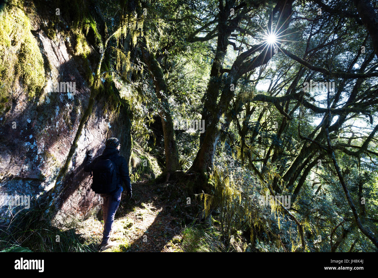 A hiker watches the sun bursting through a hanging forest on a cold morning in the mountains. Stock Photo