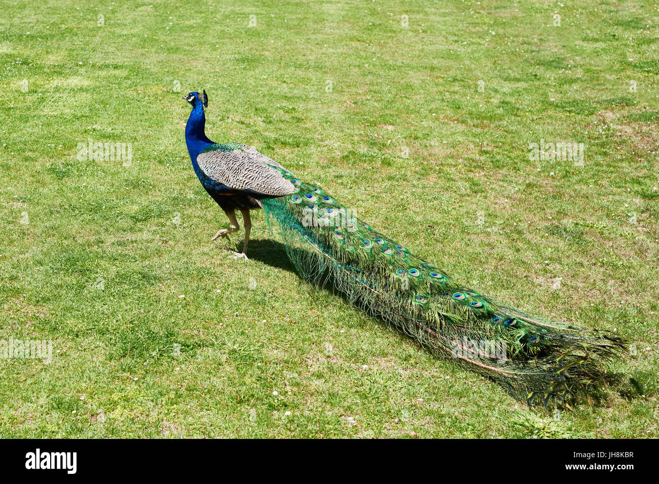 Peacock bird animal blue hi-res stock photography and images - Alamy