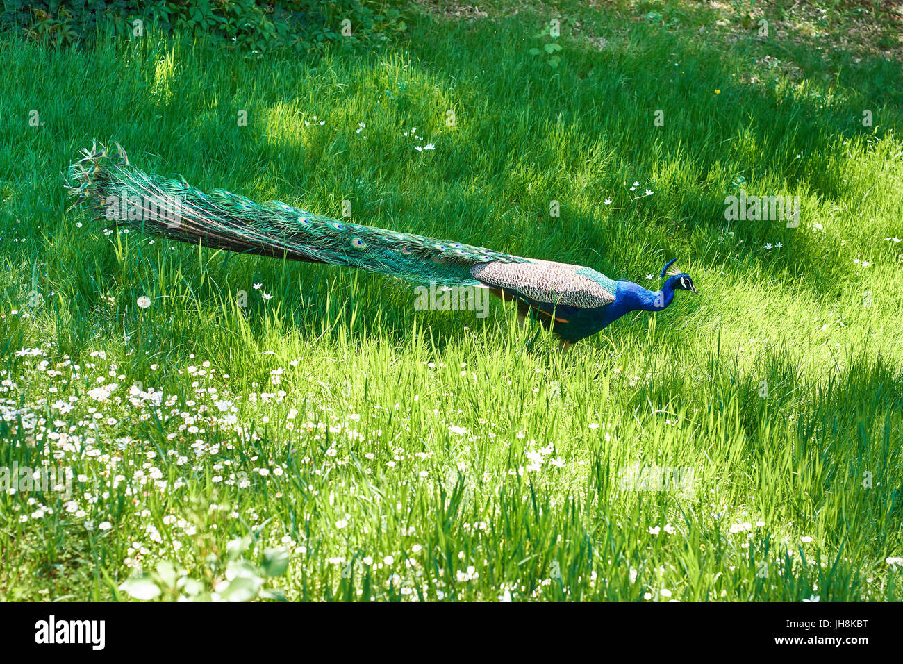 Peacock on grass of lawn in summer park Stock Photo - Alamy