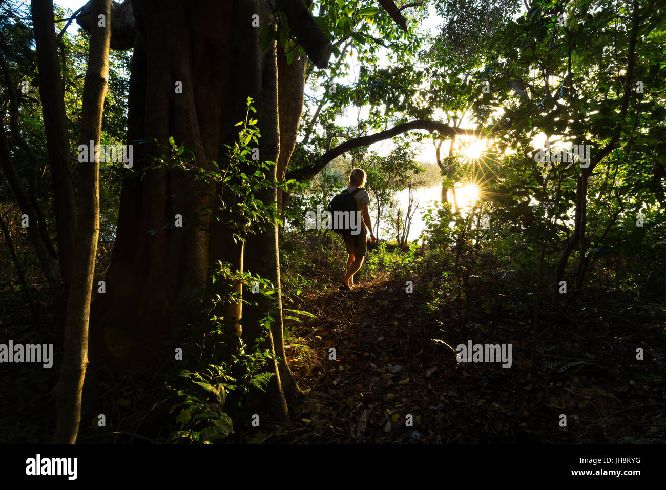 Beautiful bright sunlight illuminates the jungle around a hiker on a trail. Stock Photo