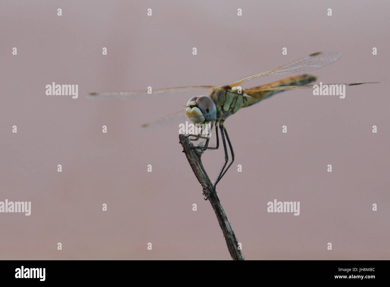 Dragonfly close-up on a stick against clear background Stock Photo - Alamy
