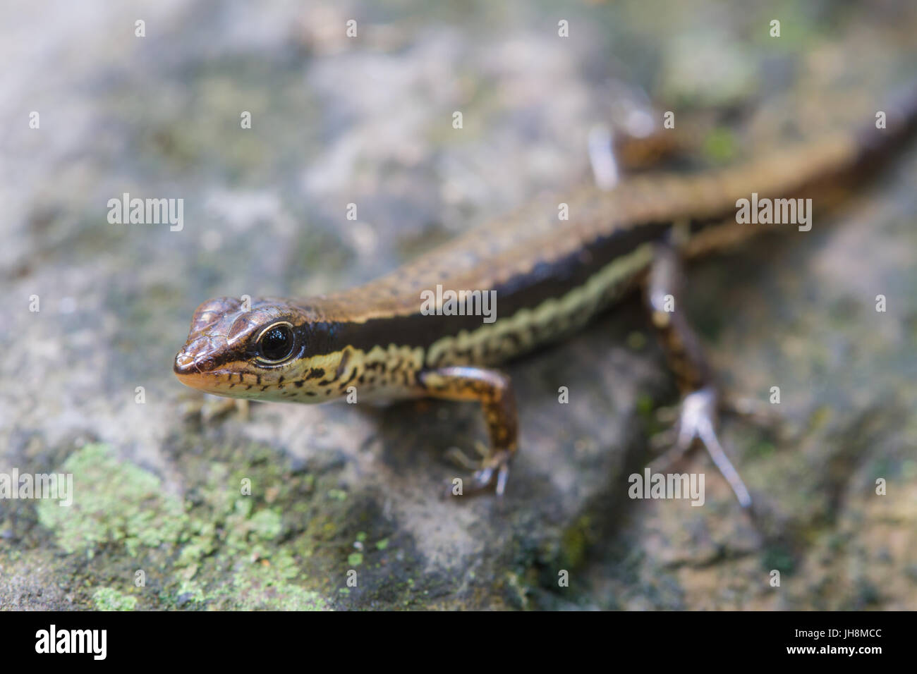 Common Forest Skink (Sphenomorphus maculates) in forest Stock Photo