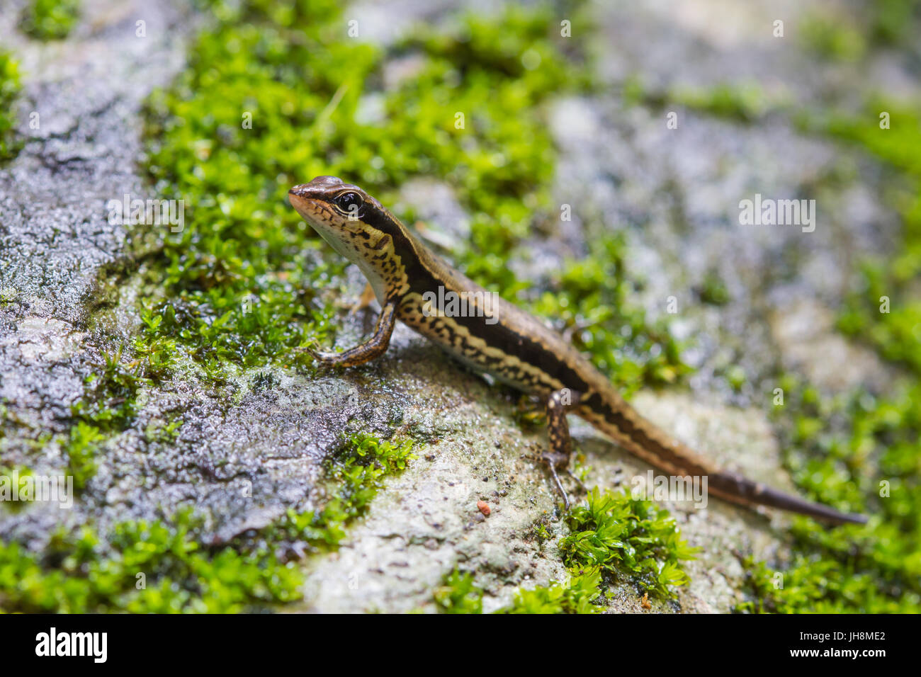 Common Forest Skink (Sphenomorphus maculates) in forest Stock Photo