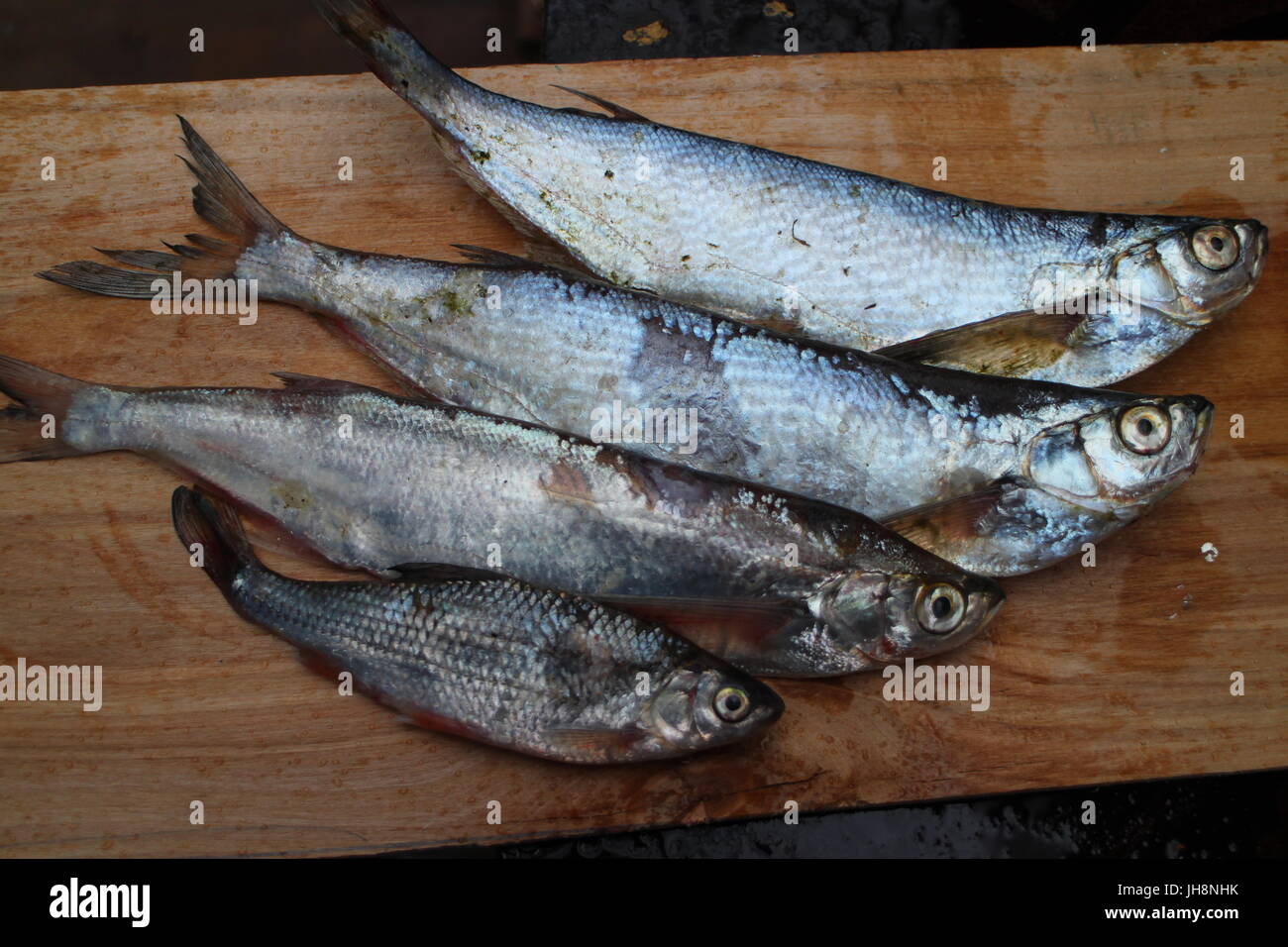 Four freshly caught fish sabrefish and roach Stock Photo - Alamy