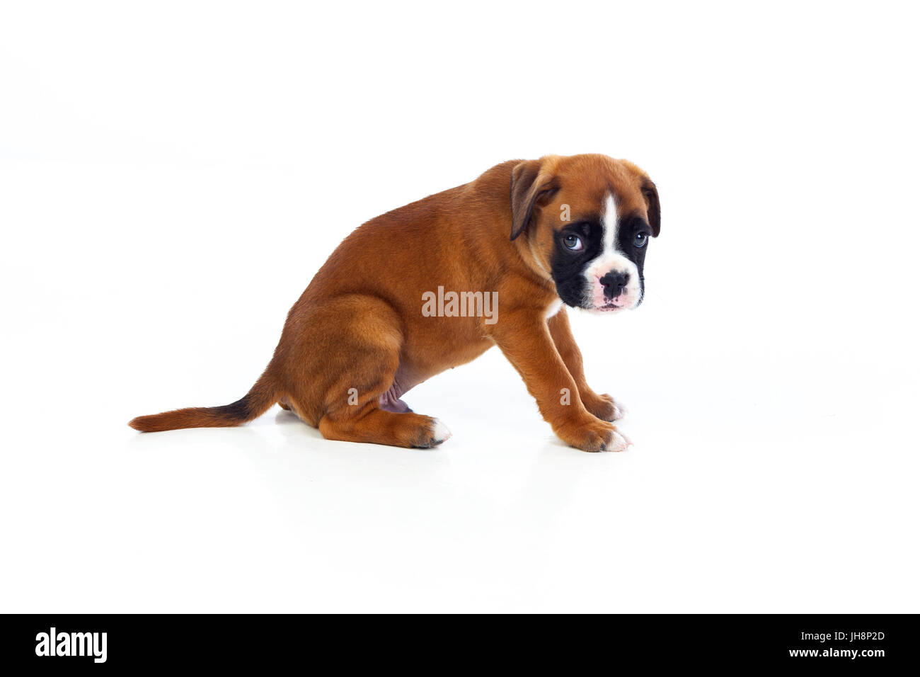 Adorable boxer puppy sitting on a isolated white background Stock Photo