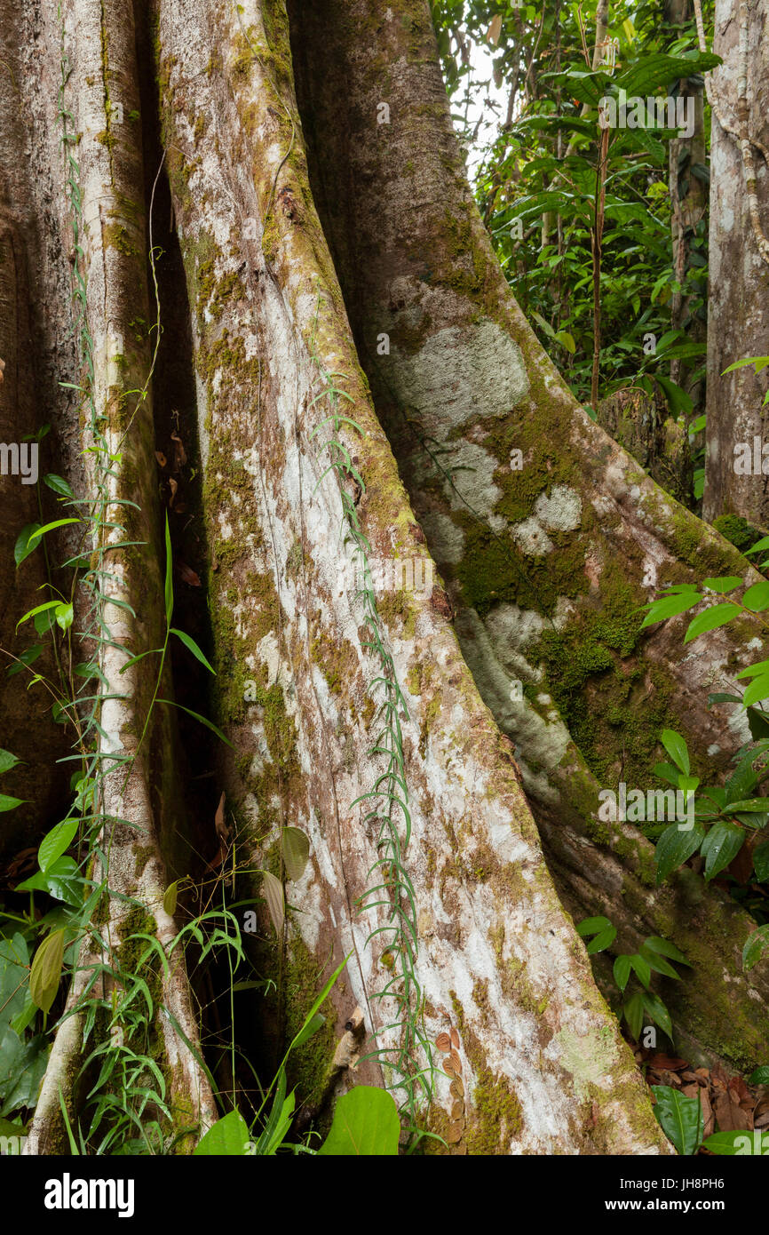 Buttress tree roots in rainforest Stock Photo Alamy