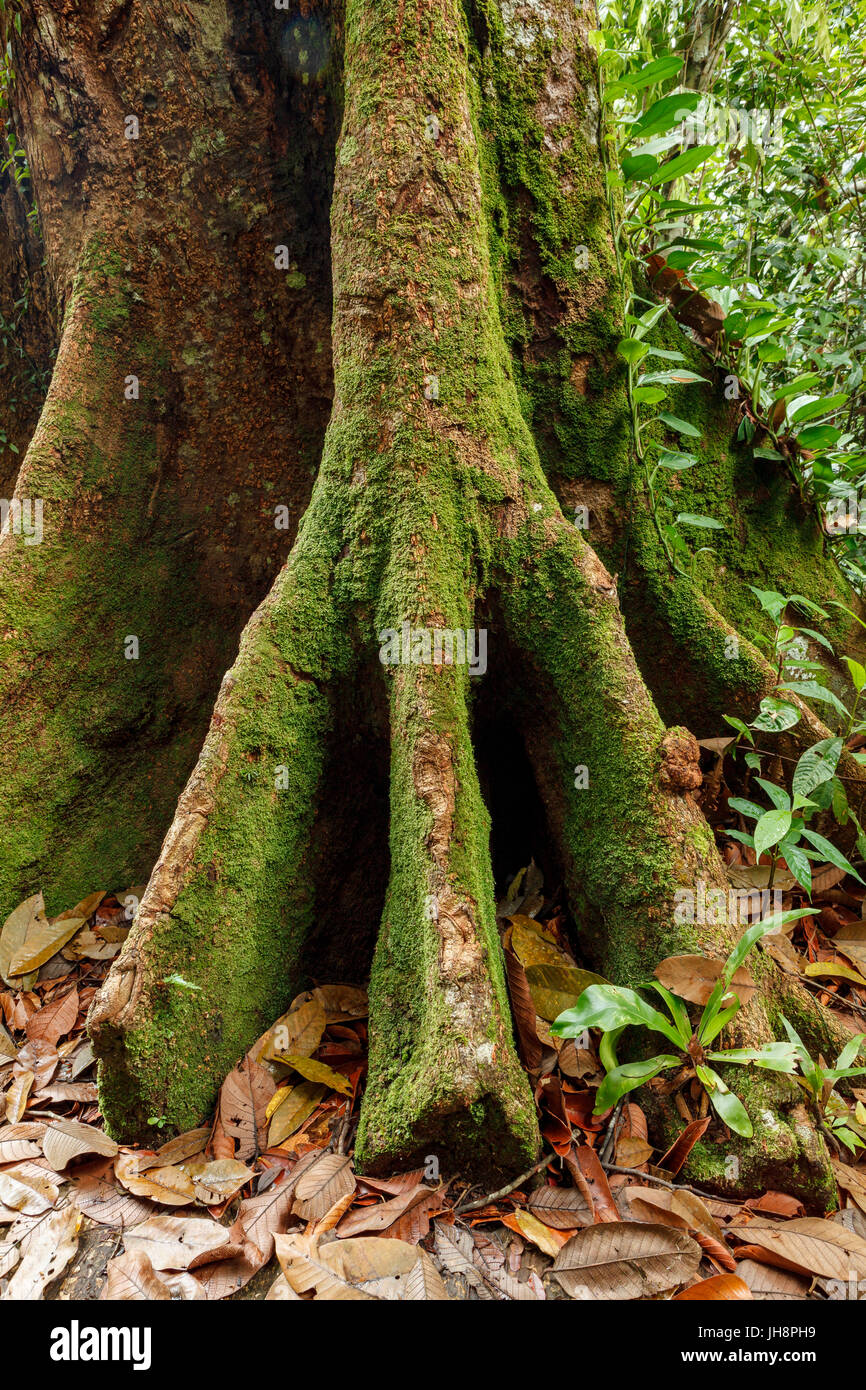 Buttress tree roots in rainforest Stock Photo Alamy