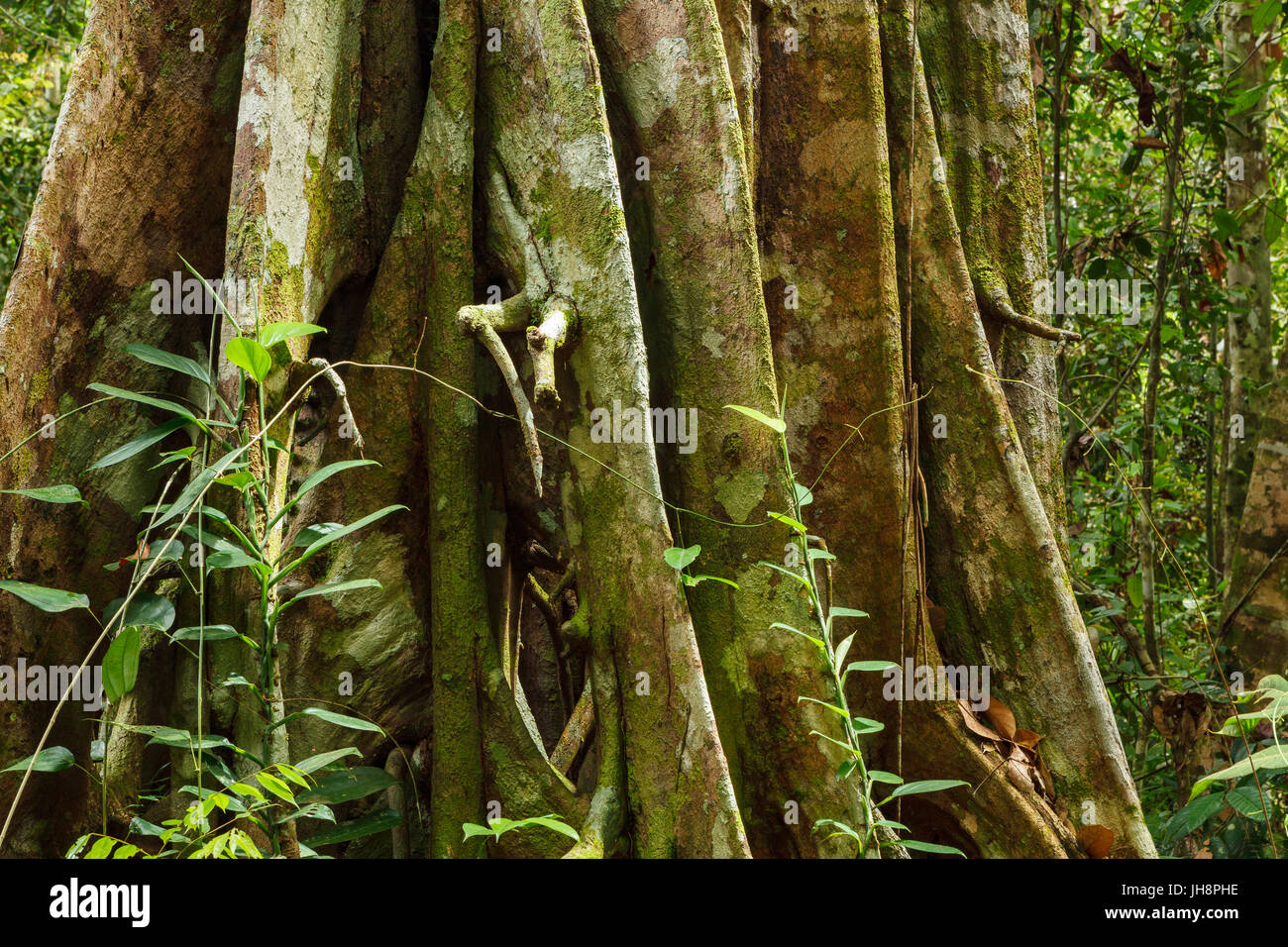 Buttress tree roots in rainforest Stock Photo Alamy