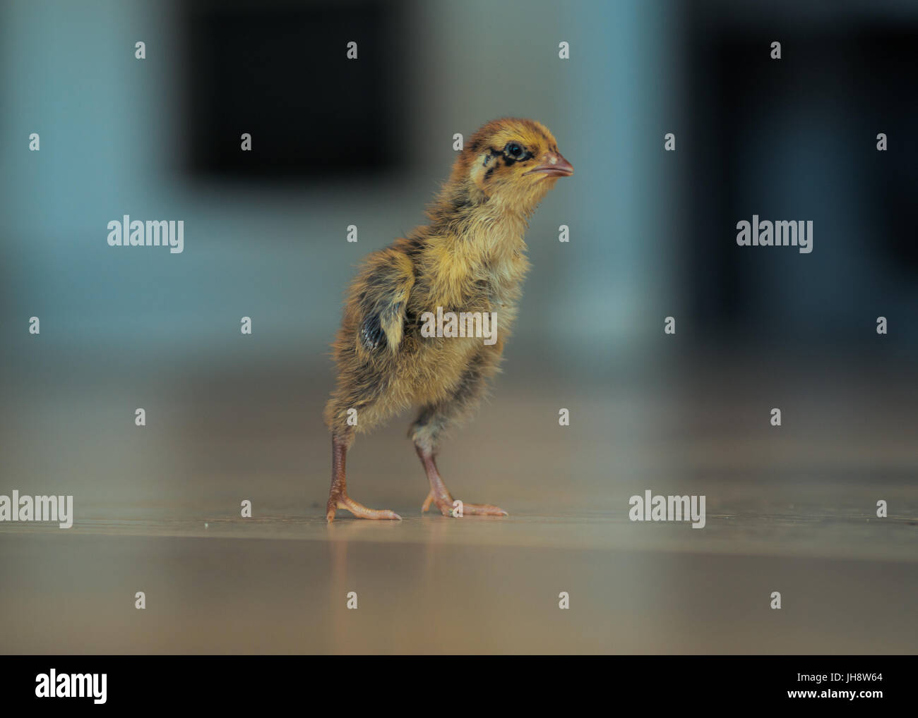 Chicken baby that is one week old Stock Photo - Alamy