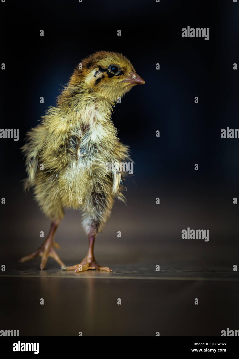 Chicken baby that is one week old Stock Photo - Alamy